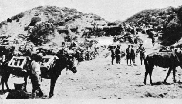 Mules at the foot of Howitzer Gully. Image from 'New Zealanders at Gallipoli' by Major Fred Waite (gutenberg.org)